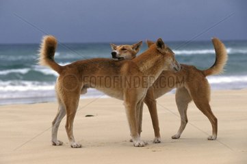 Couples Dingos on a beach of the West coast Australia