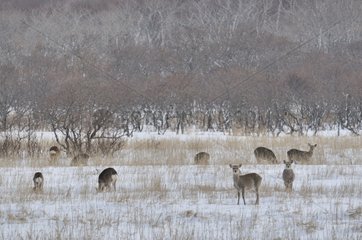 Group of Sika Deers grazing in the snow Japan