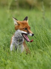 Red fox assis in a meadow Great Britain