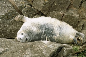 Jeune phoque gris en mue Grande Bretagne