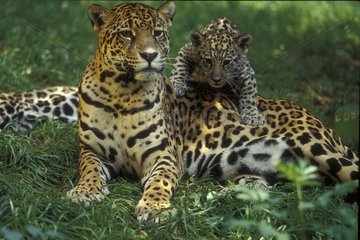 Jaguar femelle et jeune couchés dans l'herbe
