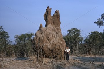 Small boy by large termite hill South Luangwa Zambia