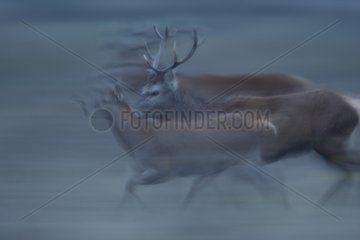 Red deers running Spain