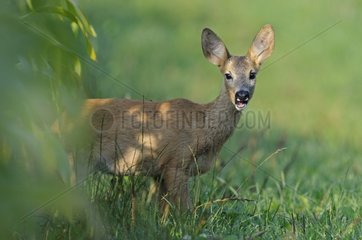 Young RoeDeer in the grass Vosges France