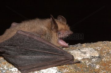 Geoffroy's bat on a wall shouting