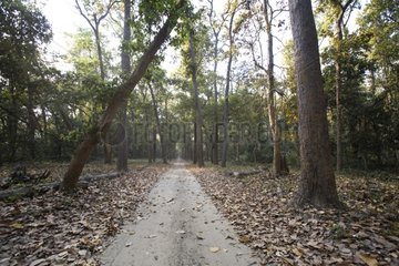 Forest Track Dudhwa Nationalpark Uttar Pradesh Indien