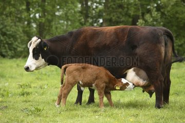Veal sucking at its mother Netherlands