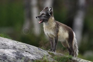 Polar fox on rock Norway