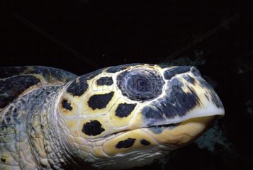Rotschildkröte Rote Meer