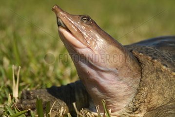 Florida Softshell Turtle sunbathing Florida USA