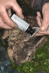 Tattooing of the ear of a wild rabbit Franche-Comté France
