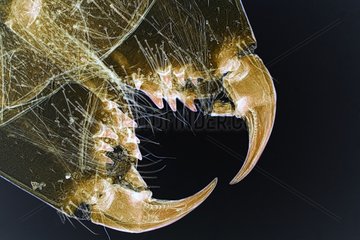Details of the chelicer of a spider under a microscope