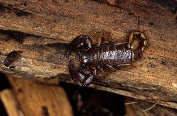 Schwarzer Skorpion mit weiblichen gelben Schwanz auf Holzholz
