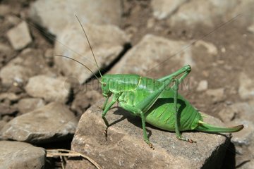 A female grasshopper Ephippiger