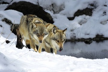 Eurasian Wolves near a water point in the snow