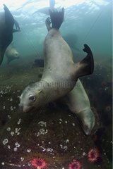 Steller sea lion Pacific Ocean Canada