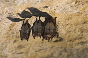 Geoffroy's bat hibernating in a cavity France
