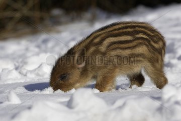 Wild Piglet on snow Schleswig-Holstein Germany