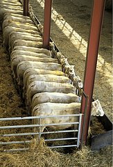 Vaches charolaises à l'étable Stabulation France