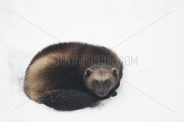 Wolverine resting in the snow Finland