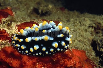 Nudibranch Fiji