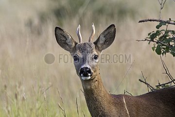 Portrait of a young male Roe deer France