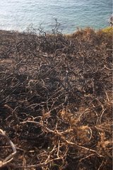 Lande Cape Freels after a fire Côtes-d'Armor France