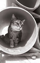 Katze in Walzen Zuflucht von Beauregard Frankreich