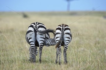 Young Grant's Zebra sucking Masaï Mara Reserve Kenya