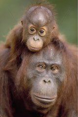 Female orangutan carrying her young Indonesia