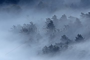 Trees in fog Verdon gorges France