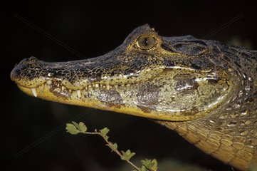 PortrÃ¤t eines erwachsenen Krokodils