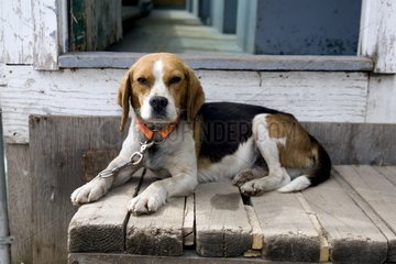 Beagle dog lying down on its niche St Nazaire Canada