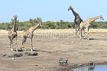 Giraffes and Warthogs to drink from a water Etosha NP