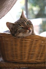 Portrait cat in a basket