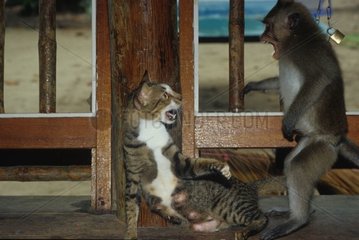 Affe greift eine Katze Kochang Thailand an