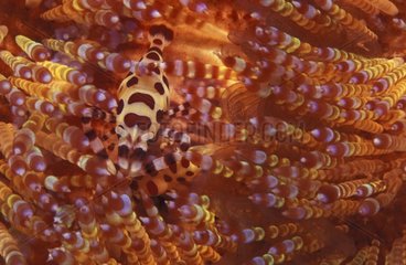 Crevette nettoyeuse de Coleman et oursin Indonésie
