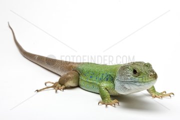 Ocellated Lizard from Africa in studio