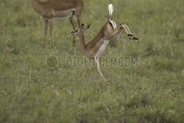 Jeune Impala sautant Masaï Mara Kenya