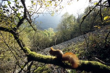 Eurasischer Red Eichhörnchen im Herbst Frankreich