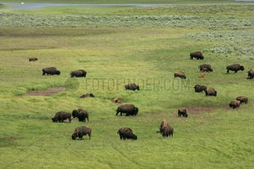 Herd of Buffaloes NP of Yellowstone USA