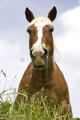 Portrait of a half-drought Mare in a meadow Bourgogne France
