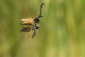 Male Long-horned Beetle flying in a herbaceous formation