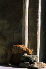 Cat drinking in a stone bowl India