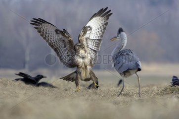 Grey heron and Common buzzard fighting for a prey France