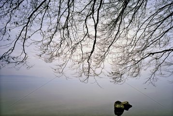 Zweige mit der Spitze des Lake Leman im Winter Frankreich