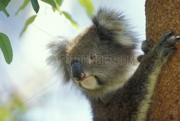 Portrait of a Koala fixed on a trunk Australia