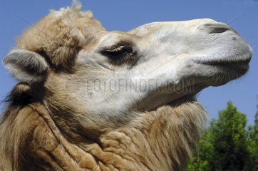 Portrait of Bactrian Camel Central Asia