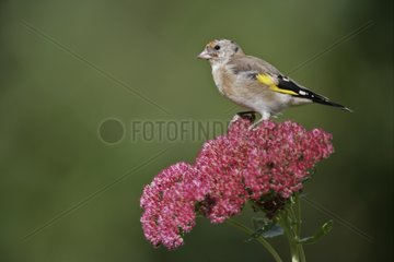 Young Goldfinch on a flower United-Kingdom