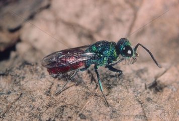 Common ruby-tailed wasp going on sand